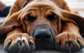 Bloodhound watching tenth dream