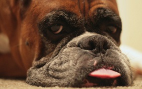 Boxer shows tongue