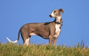 Brown Galgo Espanol on the hill