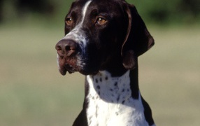 Brown and white Pointer