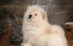 Chow-Chow posing for picture