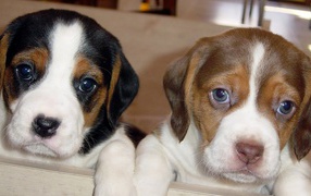 Cute beagle puppies looking at photographer