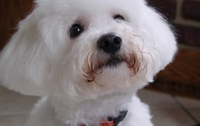 Dog breed Bichon Frise looking at owner