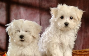 Funny dogs ​​breed Bichon Frise