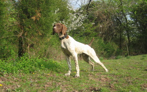 German Pointer in the forest