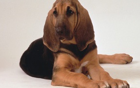 Sad bloodhound lies on a white background
