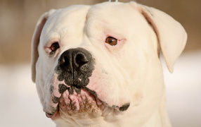 Serious American bulldog closeup