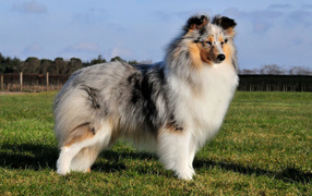 Sheltie breed dog posing outdoors