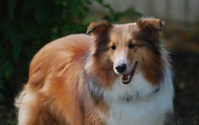 Sheltie breed dog red color