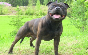 The Black Staffordshire Bull Terrier in the forest