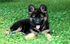 The black puppy kazakh sheep dog on the grass