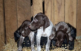 Three German Pointer puppies
