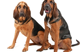 Two bloodhound sitting on a white background
