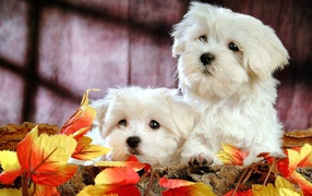 Two dogs of breed Bichon Frise in autumn leaves