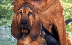 Young bloodhound with mom