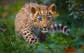 Детенышь леопарда