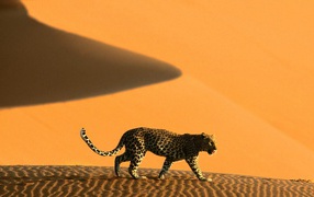 Намибия леопард на дюнах