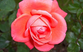 Красивая нежно розовая роза