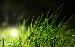 Свет в траве
