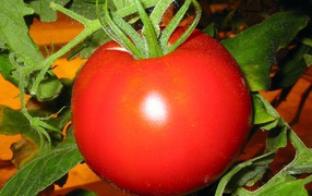 Сочный спелый помидор
