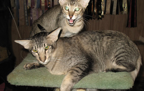 A pair of oriental longhair cats