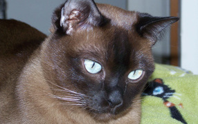 Dark color Tonkinese cat