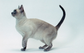 Kitten Tonkinese cat