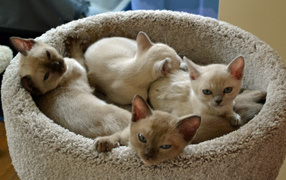 Kittens Tonkinese cat in a basket