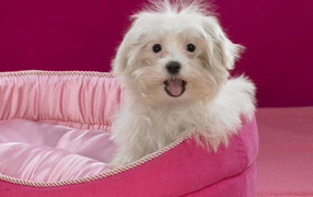 Lap dog in pink