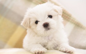 Puppy Maltese