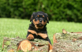 Rottweiler puppy on wood