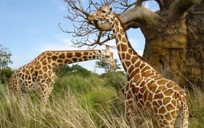 Пара жирафов