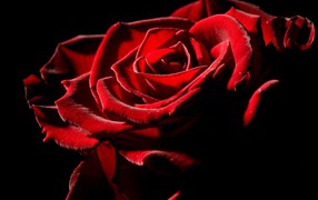 Gorgeous rose on Valentine's Day February 14