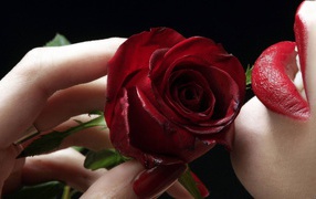Роза у губ на День Святого Валентина 14 февраля