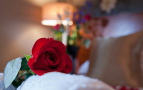 Red rose in the room