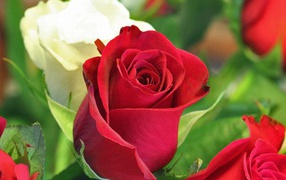 	   Red and white rose