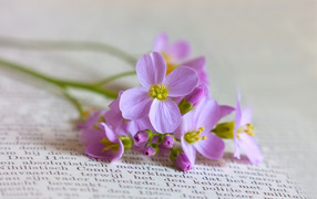 	   Small wildflowers on the book