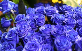 	   The blue bouquet of roses