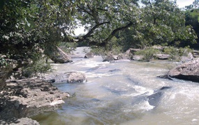 Каменистая река с деревьями на берегу
