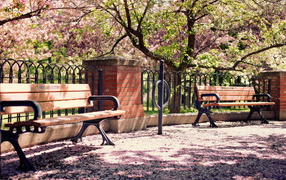 	   Benches under the cherry