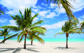 Palm trees on the sand at the resort of Cayo Ensenachos, Cuba