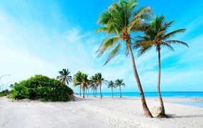 Palms on the beach in the resort of Cayo Ensenachos, Cuba