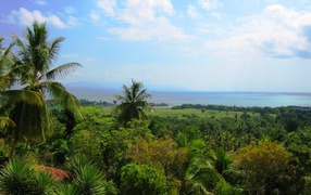 Тропический лес в Гаити