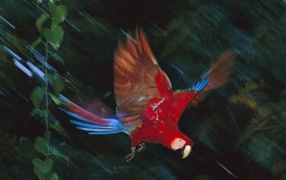 Прекрасная птица в Перу