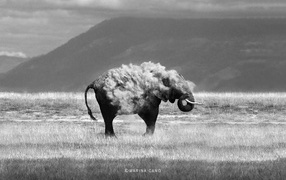 Photography elephant