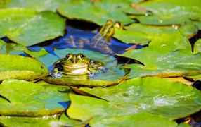Лягушка сидит на зеленых листьях в воде