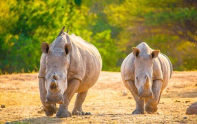 Два носорога бегут по горячему песку 