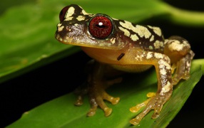 Большая лягушка с красными глазами на зеленом листе