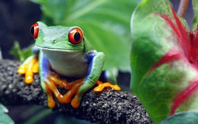 Большая зеленая лягушка с красными глазами сидит на ветке 
