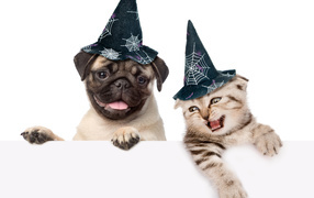 Маленький мопс и котенок в колпаках на белом фоне на Хэллоуин